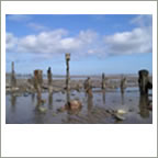 reflections spurn